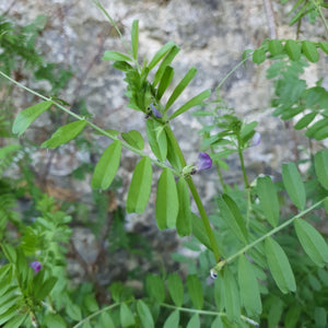 Common Vetch - 3g - Goren Farm Seeds