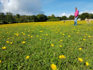 Autumn Hawkbit, 4g - Goren Farm Seeds