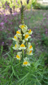 Common Toadflax, 1g - Goren Farm Seeds