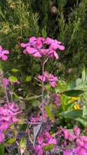 Load image into Gallery viewer, Honesty,  1g - Goren Farm Seeds
