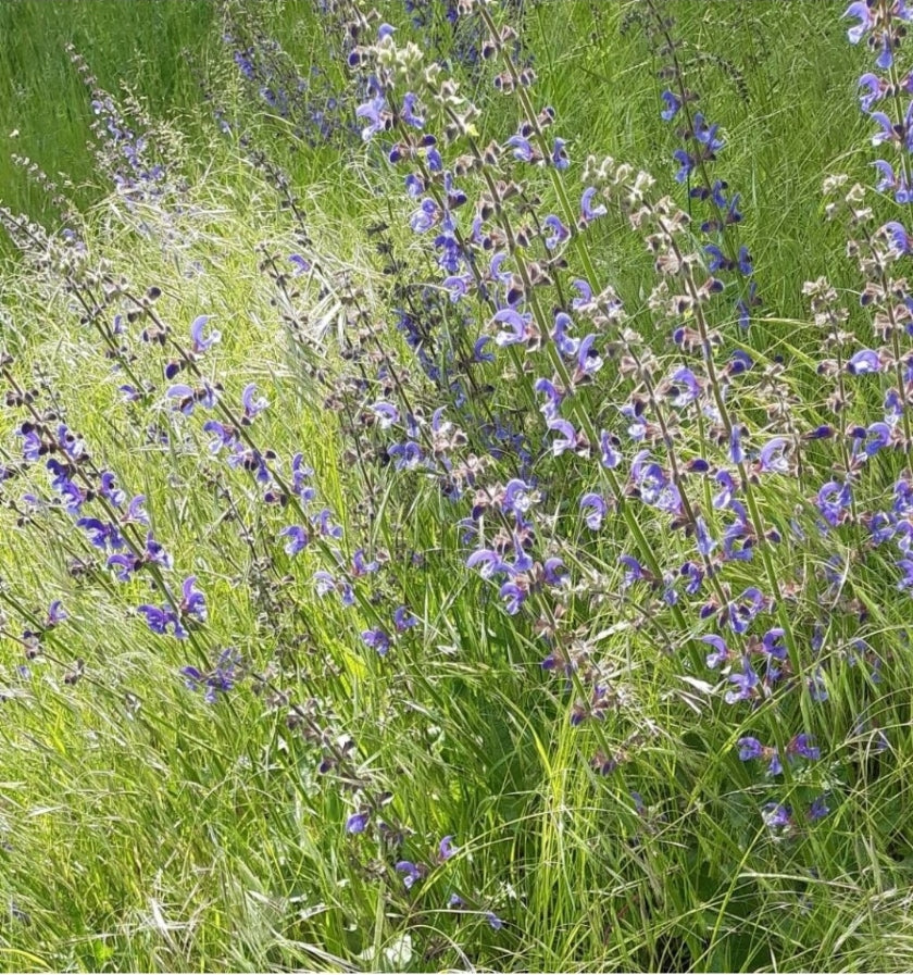 Meadow Clary