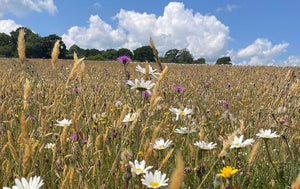 Yellow Rattley wildflower mix - Goren Farm Seeds