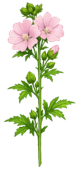 Load image into Gallery viewer, Musk Mallow - 1g - Goren Farm Seeds
