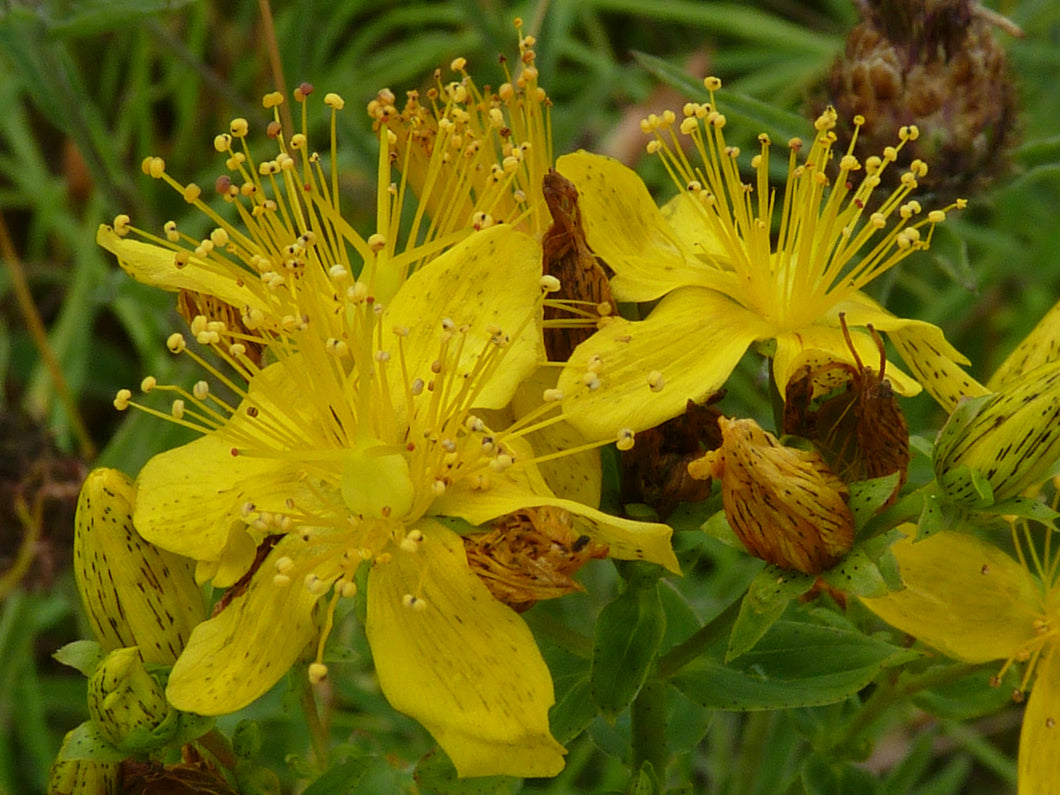 st jhons wort wild flower