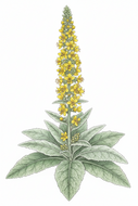 Great Mullein - 1g - Goren Farm Seeds
