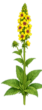 Load image into Gallery viewer, Dark Mullien - 1g - Goren Farm Seeds
