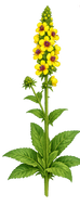 Dark Mullien - 1g - Goren Farm Seeds