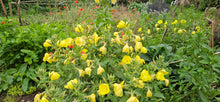 Load image into Gallery viewer, Evening Primrose, 2g - Goren Farm Seeds
