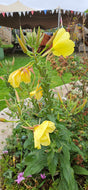 Evening Primrose, 2g - Goren Farm Seeds