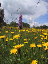 Load image into Gallery viewer, Rough Hawkbit - 5g - Goren Farm Seeds
