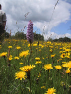 Rough Hawkbit - 5g - Goren Farm Seeds