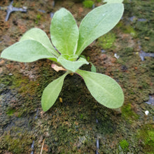 Load image into Gallery viewer, Night flowering catchfly 1g - Goren Farm Seeds
