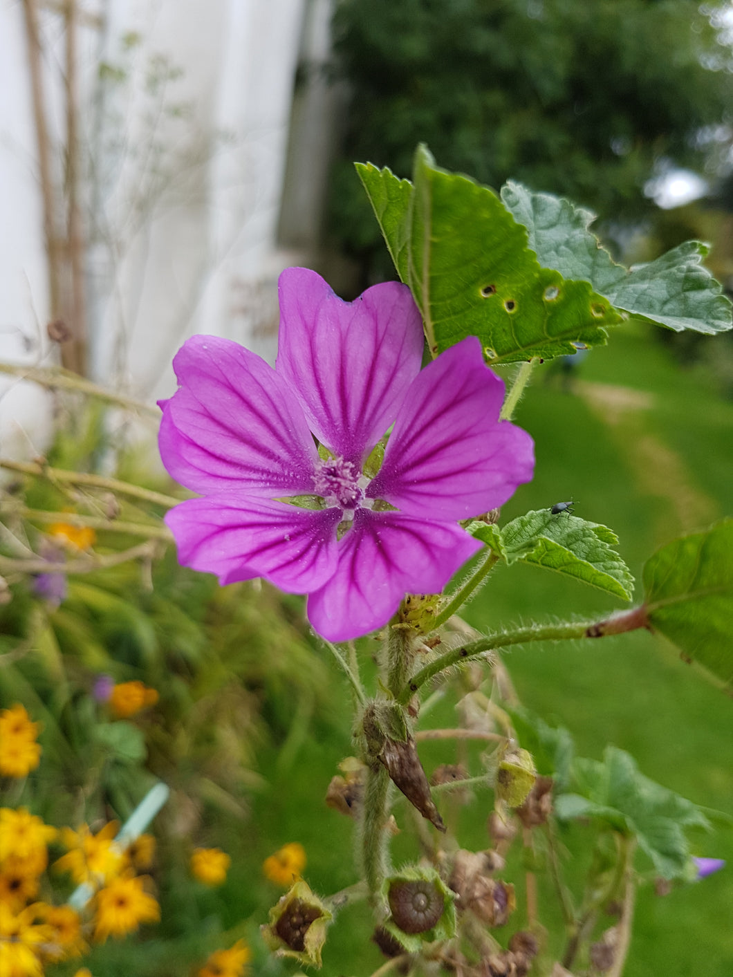 Common Mallow - 6g - Goren Farm Seeds