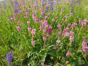 Sainfoin - 5g - Goren Farm Seeds