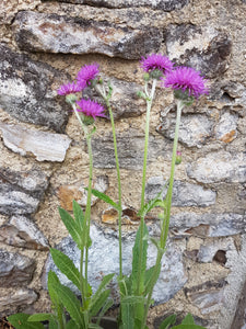 Common Knapweed - 6g - Goren Farm Seeds