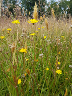 Mouse ear hawkweed. 0.5g - Goren Farm Seeds