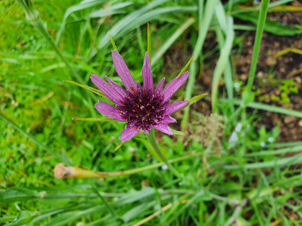 Goats Beard (salsify) purple - 4g - Goren Farm Seeds