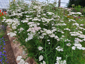 Yarrow - 3g - Goren Farm Seeds