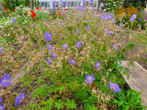 Meadow Cranesbill - 2g - Goren Farm Seeds