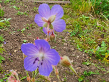 Load image into Gallery viewer, Meadow Cranesbill - 2g - Goren Farm Seeds
