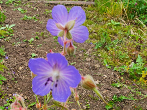 Meadow Cranesbill - 2g - Goren Farm Seeds