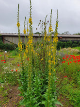 Load image into Gallery viewer, Dark Mullien, 1g - Goren Farm Seeds
