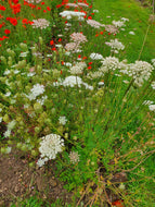 Wild Carrot - 8g - Goren Farm Seeds