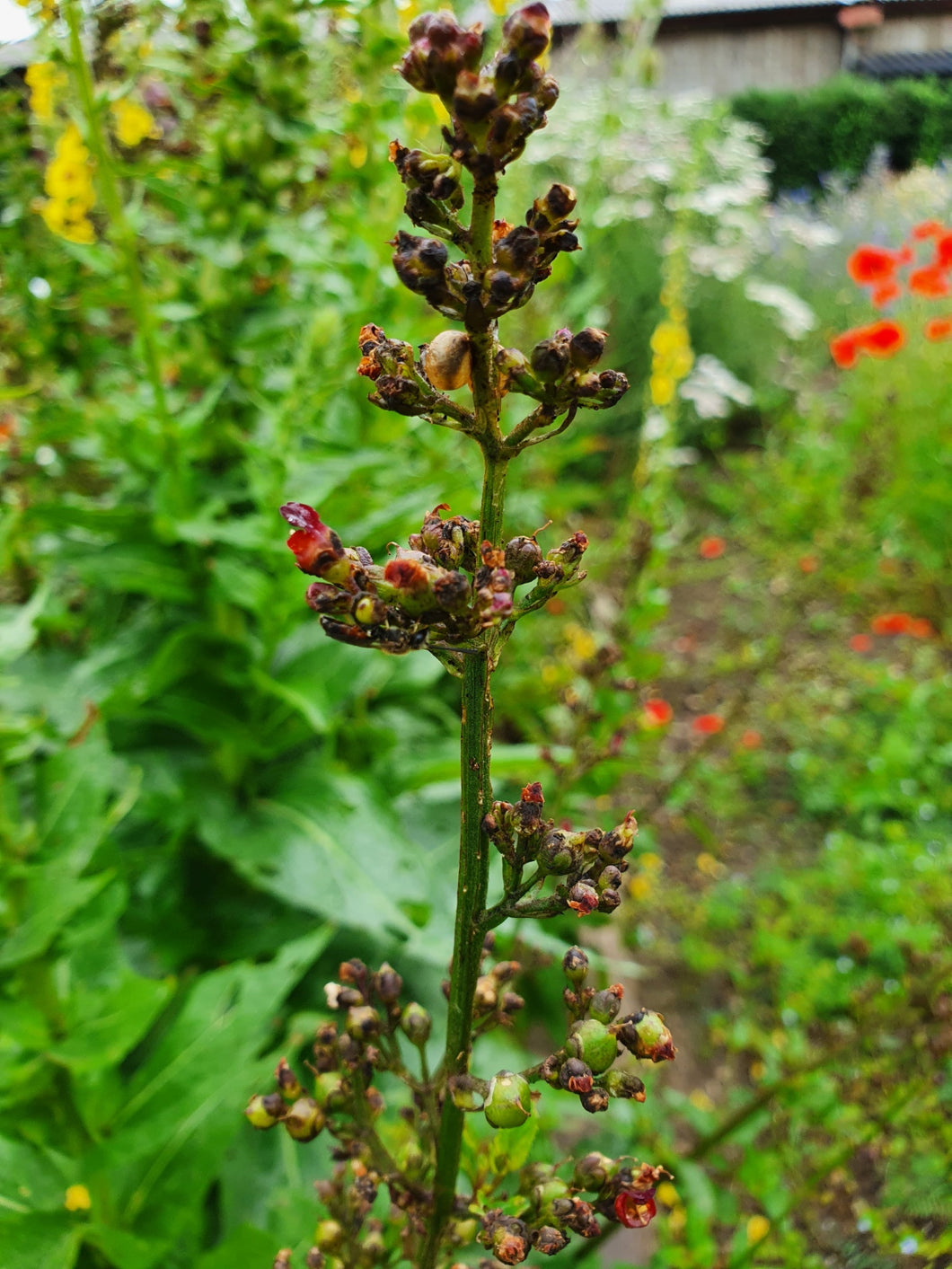 Figwort - 2g - Goren Farm Seeds