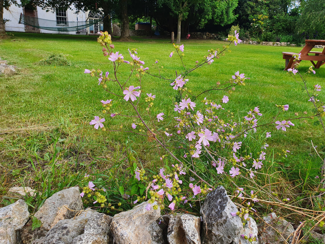 Musk Mallow - 5g - Goren Farm Seeds