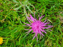 Load image into Gallery viewer, Common Knapweed - 6g - Goren Farm Seeds
