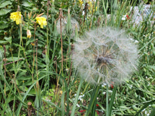 Load image into Gallery viewer, Goats beard (yellow) - 4g - Goren Farm Seeds
