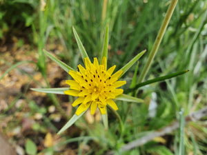 Goats beard (yellow) - 4g - Goren Farm Seeds