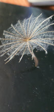 Load image into Gallery viewer, Goats beard (yellow) - 4g - Goren Farm Seeds
