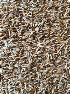 Smooth Meadow Grass - Goren Farm Seeds