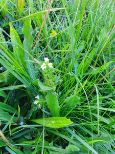 Eyebright -1g - Goren Farm Seeds