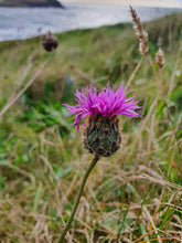 Load image into Gallery viewer, Greater Knapweed - 5g - Goren Farm Seeds
