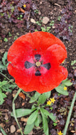 Ladybird poppy, 1g - Goren Farm Seeds