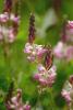 Load image into Gallery viewer, Sainfoin - 5g - Goren Farm Seeds
