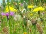 Load image into Gallery viewer, Premium Wildflower Only Mix  (no grasses) - Goren Farm Seeds
