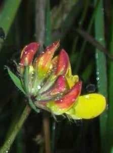 Birdsfoot Trefoil  - 2.5g - Goren Farm Seeds