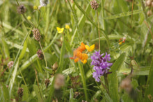 Load image into Gallery viewer, Birdsfoot Trefoil  - 2.5g - Goren Farm Seeds
