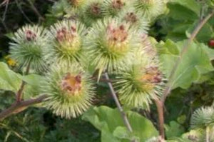 Burdock - 2g - Goren Farm Seeds