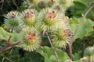 Burdock - 2g - Goren Farm Seeds