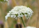 Corky fruited water dropwort - 4g - Goren Farm Seeds