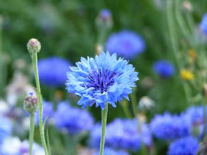 Cornflower - 8g - Goren Farm Seeds