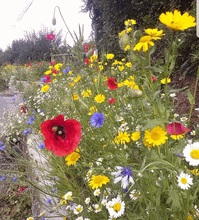 Load image into Gallery viewer, Cornfield annual mix - Goren Farm Seeds
