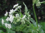 Cow Parsley - 2g - Goren Farm Seeds