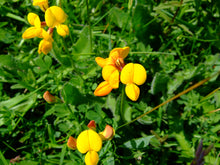 Load image into Gallery viewer, Birdsfoot Trefoil  - 2.5g - Goren Farm Seeds
