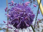 Devil'sBit Scabious - 2g - Goren Farm Seeds