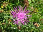 Greater Knapweed - 5g - Goren Farm Seeds